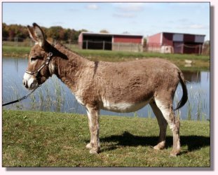 My World Strawberry Shortcake