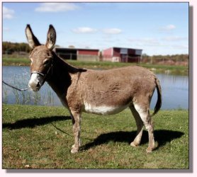 My World Strawberry Shortcake