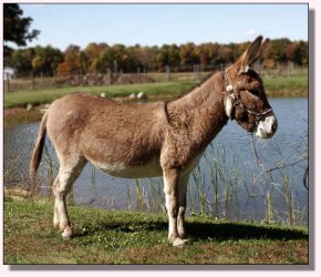 My World Strawberry Shortcake