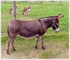 Miniature Donkey My World Sierra (9107 bytes)