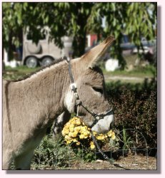 My World Sneaky Pete