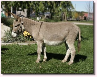 My World Sneaky Pete