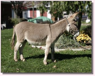 My World Sneaky Pete