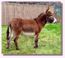 Miniature Donkey My World Tyler (aka Squeak - 10,523 bytes)