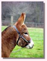 Miniature Donkey My World Tyler (aka Squeak - 6374 bytes)