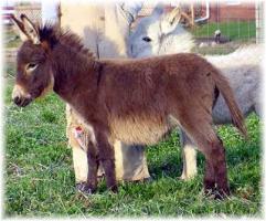 Sugar Bear, brown miniature jennet for sale (13,162 bytes)
