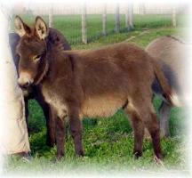 Sugar Bear, brown miniature jennet for sale (8754 bytes)