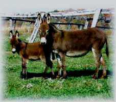 Miniature Donkey My World Tabetha (8524 bytes)