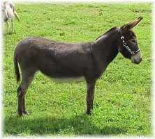 Miniature Donkey My World Tabetha (8584 bytes)