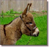 My World Tinker Toy (11,181 bytes)