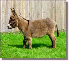 My World Tinker Toy (12,846 bytes)