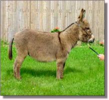 My World Tinker Toy (11,170 bytes)