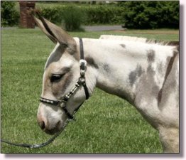 Ma & Pa's Tootsie Roll