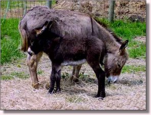 Gardner's Tracy R, Gray-Dun Jennet