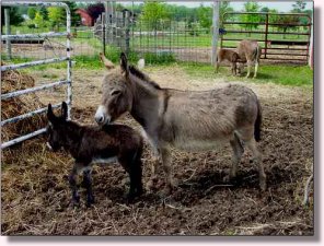 Gardner's Tracy R, Gray-Dun Jennet