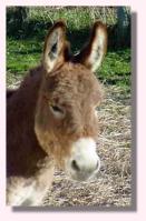 My World Trevor, ask Booger (6965 bytes)