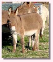 My World Trevor, ask Booger (8954 bytes)