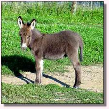 Trifle/Chochese Jack Foal