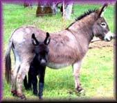 Wannabe Ranch (7372 bytes)