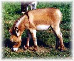Miniature Donkey My World Wiggles (9336 bytes)