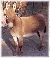 Miniature Donkey My World Cheyenne (5327 bytes)