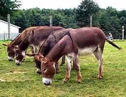 The perfect lineup! (10,637 bytes)