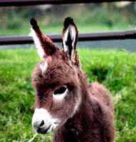 MY WORLD Rosemary's Baby (6669 bytes)