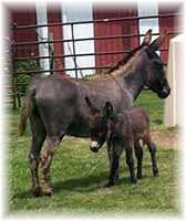 My World Twinkle & Mom, My World Morning Breeze (6160  bytes)