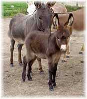 My World Twinkle & Friends (5934  bytes)